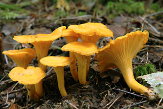 antharellus cibarius chanterelle mushroom
